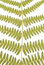 Fern Leaves