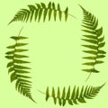 Fern Leaves Royalty Free Stock Photo
