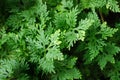 Fern Leaves