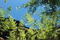 Fern leaves against a clear blue sky. Royalty Free Stock Photo