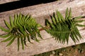 Green fern leaves arranged in the form of the symbol of infinity. Fern lemniscate sign on a wooden background. Royalty Free Stock Photo