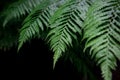 Fern leaves background. A fern in rain forest. Natural green fer Royalty Free Stock Photo