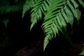 Fern leaves background. A fern in rain forest. Natural green fer Royalty Free Stock Photo