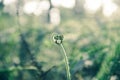 The fern leaves are bent.