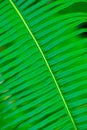 Fern leaves and buds of fern leaves with green succulent fronds macro shot fern macro view of background Royalty Free Stock Photo