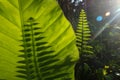 Fern leaves cast shadows on taro leaves. Abstract image for background. Royalty Free Stock Photo