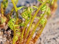 Fern leaves in a close-up Royalty Free Stock Photo