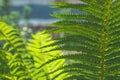 Fern leaves close-up Royalty Free Stock Photo