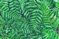 Fern leaves close up of natural green fern leaf with water droplets Royalty Free Stock Photo