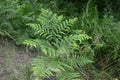 Fern leaves close up view. Pteridium aquilinum bracken, brake or common bracken Royalty Free Stock Photo