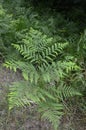 Fern leaves close up view. Pteridium aquilinum bracken, brake or common bracken Royalty Free Stock Photo