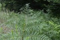 Fern leaves close up view. Pteridium aquilinum bracken, brake or common bracken Royalty Free Stock Photo