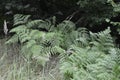 Fern leaves close up view. Pteridium aquilinum bracken, brake or common bracken Royalty Free Stock Photo