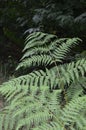 Fern leaves close up view. Pteridium aquilinum bracken, brake or common bracken Royalty Free Stock Photo