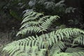 Fern leaves close up view. Pteridium aquilinum bracken, brake or common bracken Royalty Free Stock Photo