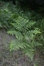 Fern leaves close up view. Pteridium aquilinum bracken, brake or common bracken Royalty Free Stock Photo