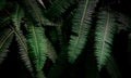 Fern leaves on dark background in jungle. Dense dark green fern leaves in garden at night. Nature abstract background. Fern at Royalty Free Stock Photo