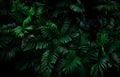 Fern Leaves On Dark Background In Jungle. Dense Dark Green Fern Leaves In Garden At Night. Nature Abstract Background. Fern At