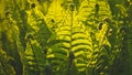 Fern leaves. Ferns plants in forest. Fresh green tropical foliage. Organic nature background. Rainforest jungle landscape.