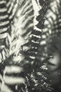 Fern leaves, foliage in the sun glare. Art photography for an interior poster