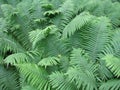 Fern leaves in the forest