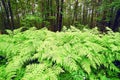 Thickets of fern leaves. Forest landscape. Royalty Free Stock Photo