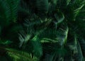 Fern leaves in forest texture background. Dense dark green fern leaves in garden. Nature abstract background. Fern at tropical