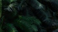Fern leaves in forest texture background. Dense dark green fern leaves in garden. Nature abstract background. Fern at tropical