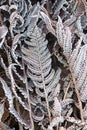 Fern Leaves in the frost Royalty Free Stock Photo