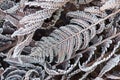 Fern Leaves in the frost