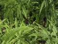 Fern leaves in the garden Royalty Free Stock Photo