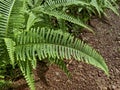 Fern leaves in the garden Royalty Free Stock Photo