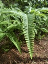 Fern leaves in the garden Royalty Free Stock Photo