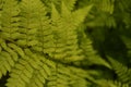 Fern