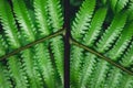Fern leaves green background in nature Royalty Free Stock Photo