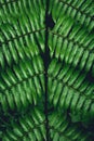 Fern leaves green background in nature Royalty Free Stock Photo