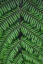 Fern leaves green background in nature Royalty Free Stock Photo