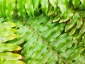 Fern leaves are green and have a unique shape?