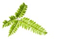 Fern leaves isolated