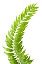 Fern leaves isolated