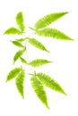 Fern leaves isolated