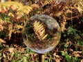Fern leaves through lensball