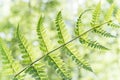 The fern leaves lit with the spring sun it are a symbol of the birth of spring and growth Royalty Free Stock Photo