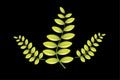 Fern leaves logo vector image