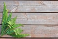 Fern leaves in the lower left corner on a wooden background Royalty Free Stock Photo