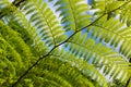 Fern Leaves Macro Blue Sky Royalty Free Stock Photo