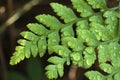 Fern leaves in a natural environment, rumohra adiantiformis, with raindrops Royalty Free Stock Photo