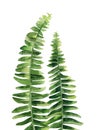 Fern leaves. Nice design for creating, greeting, card, invitation. Cute plant detail. Watercolour illustration isolated
