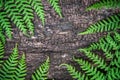 fern leaves on an old wood background with furrows