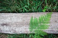 fern leaves on an old wood background with furrows